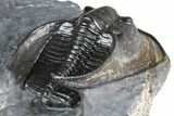 Gorgeous Scotoharpes Trilobite - Boudib, Morocco #382838-4
